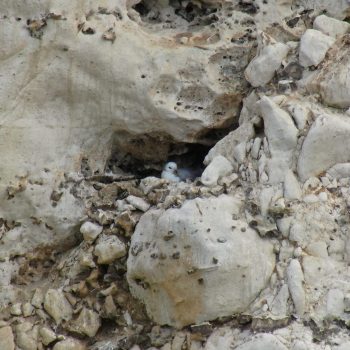 comptage faune par drone